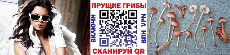купить сайты Благовещенск кракен ссылки Галлюциногенные грибы мицелий
